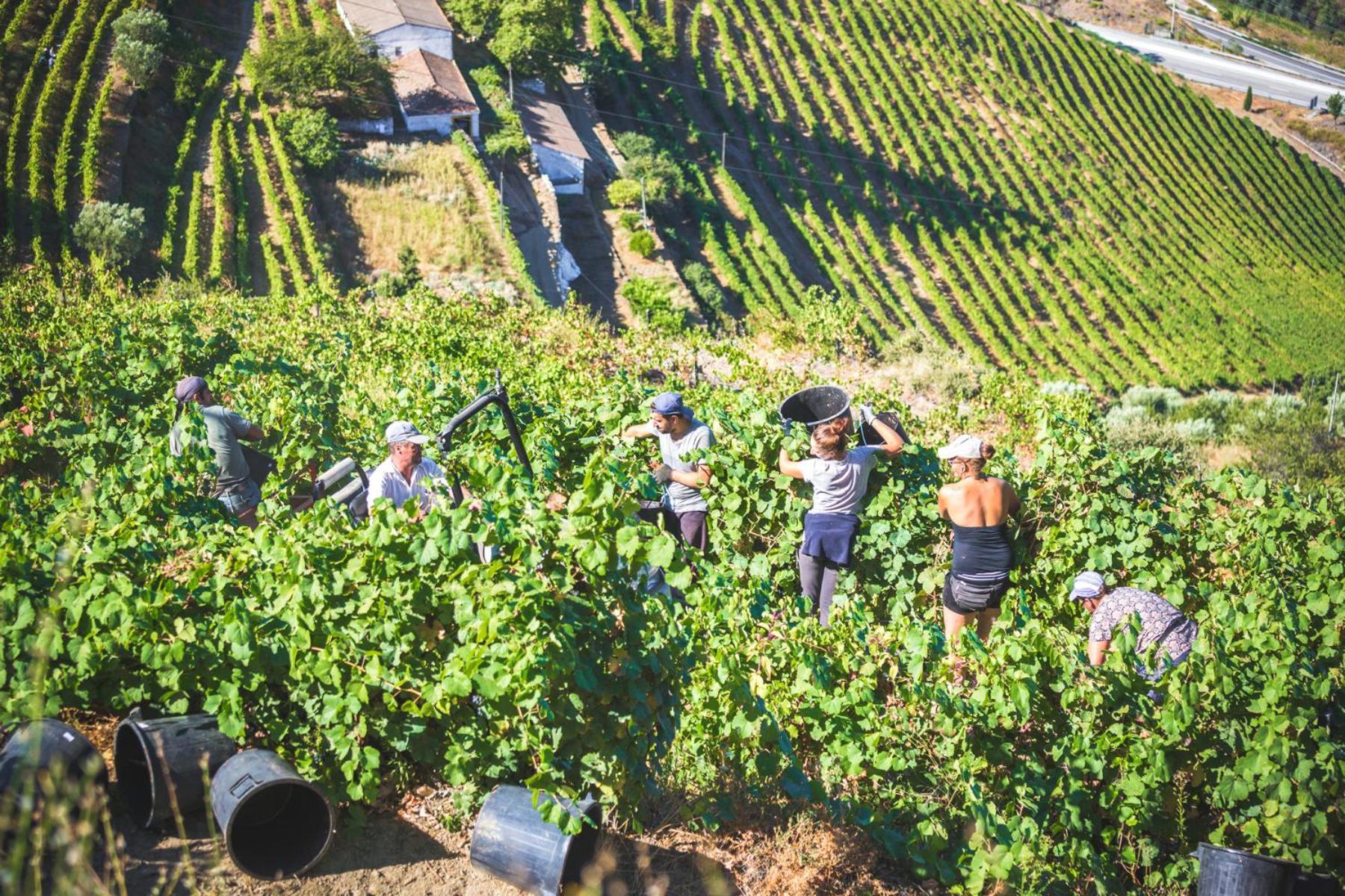 Quinta Do Valdalagea Konuk evi Peso da Régua Dış mekan fotoğraf