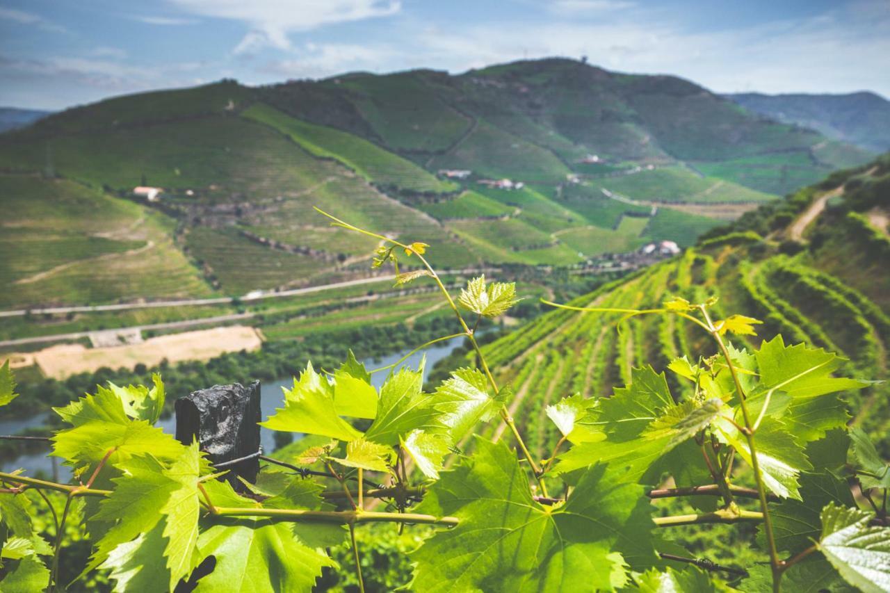 Quinta Do Valdalagea Konuk evi Peso da Régua Dış mekan fotoğraf