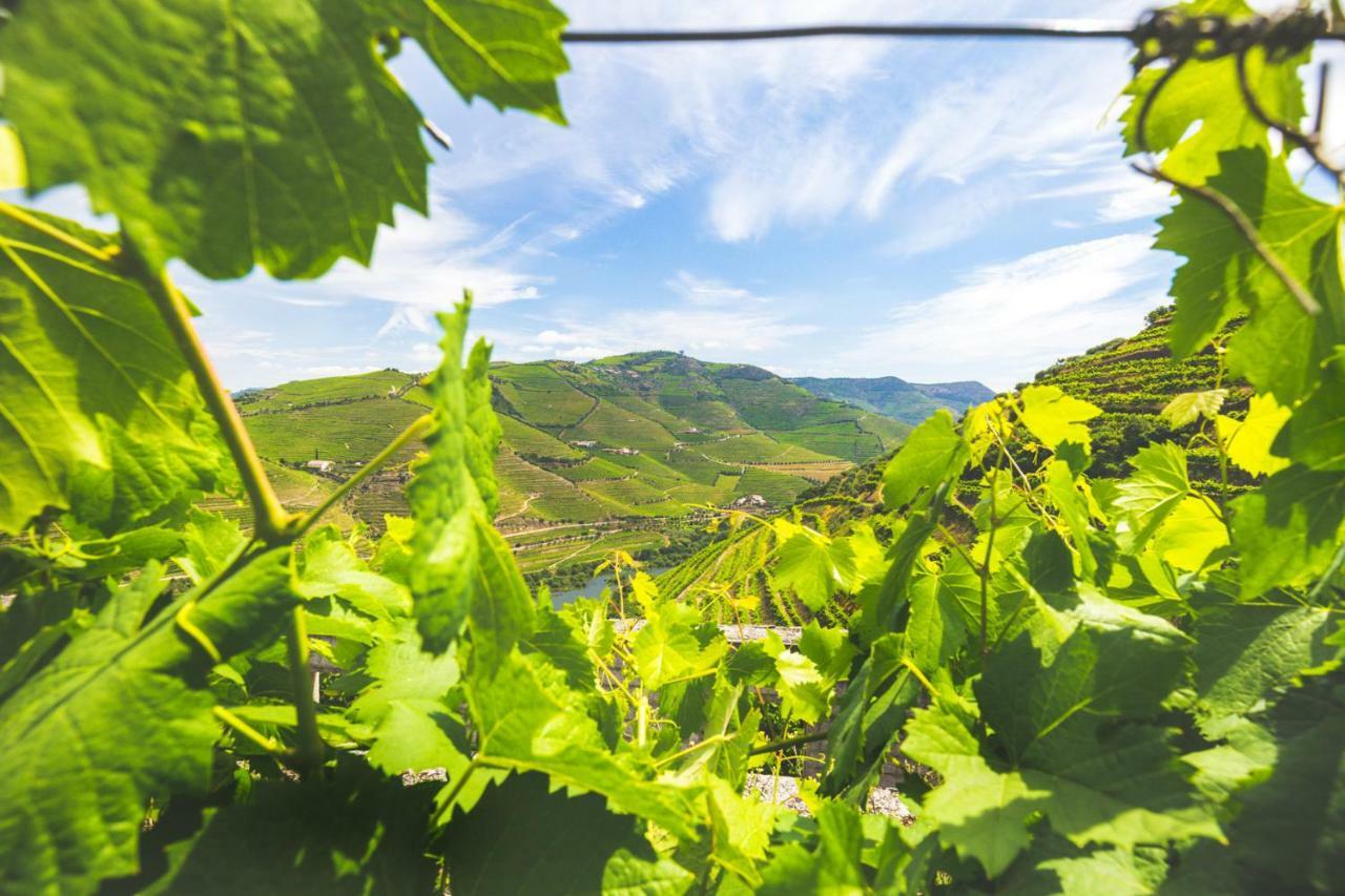 Quinta Do Valdalagea Konuk evi Peso da Régua Dış mekan fotoğraf